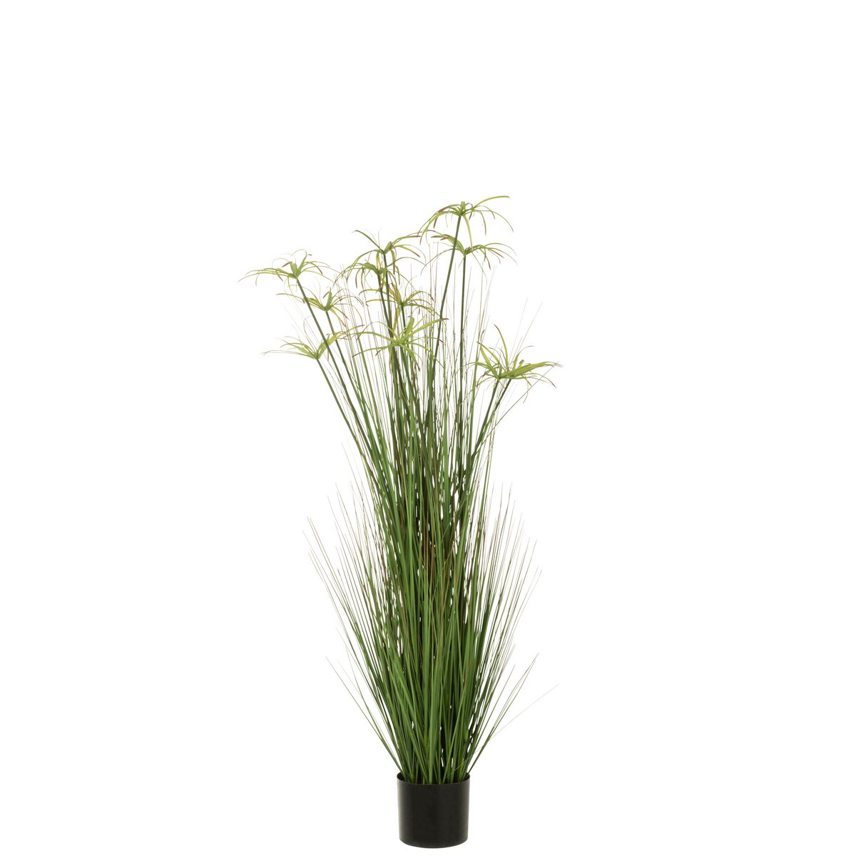 J-Line - Cyperus Alternifolius 11 Köpfe im Topf PVC Grün Groß