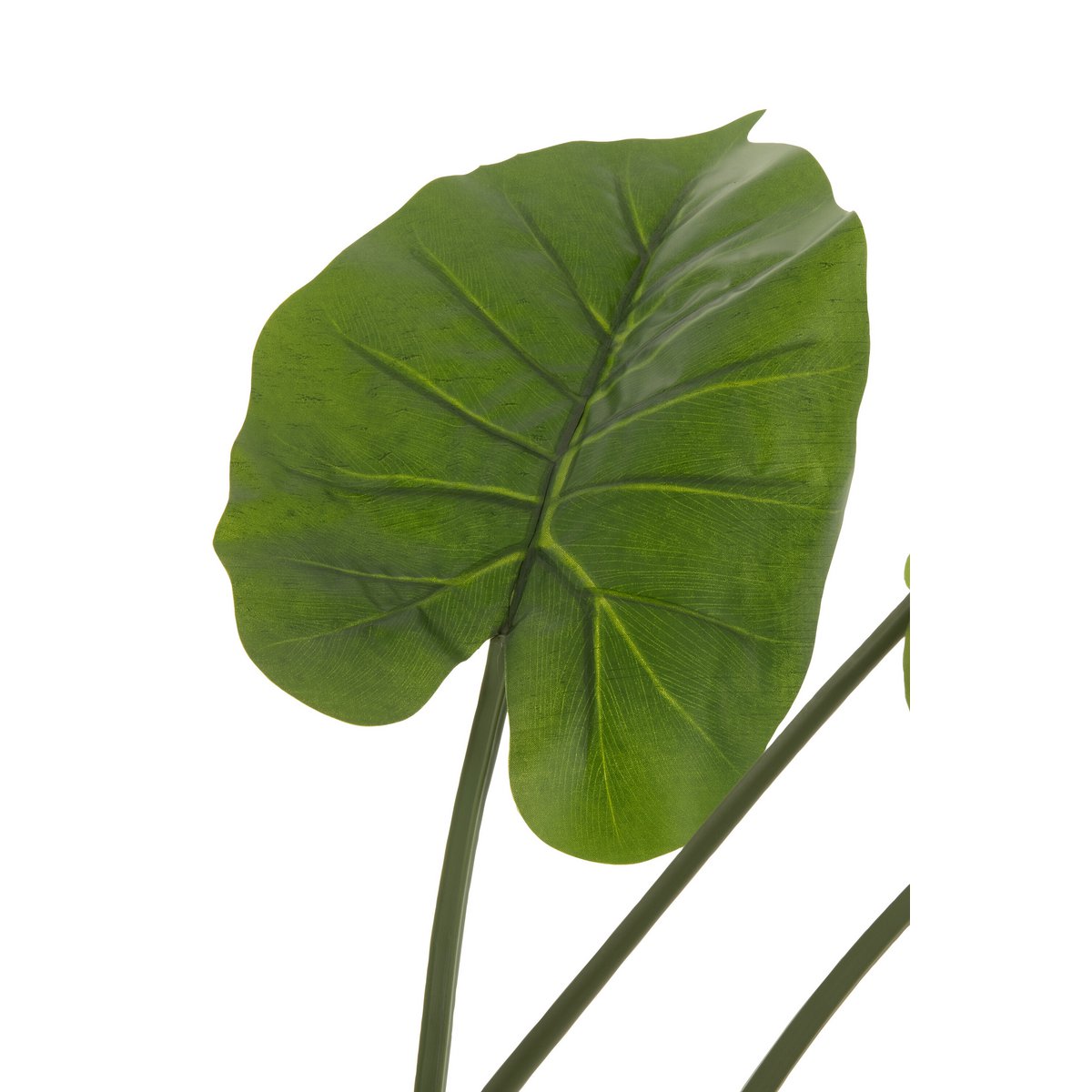 J-Line – Pflanzen Sie Taro Wild im Topf – Kunststoff – Grün – Groß