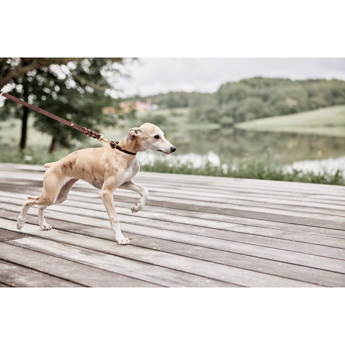 OYOY – Robin-Hundehalsband – extra groß