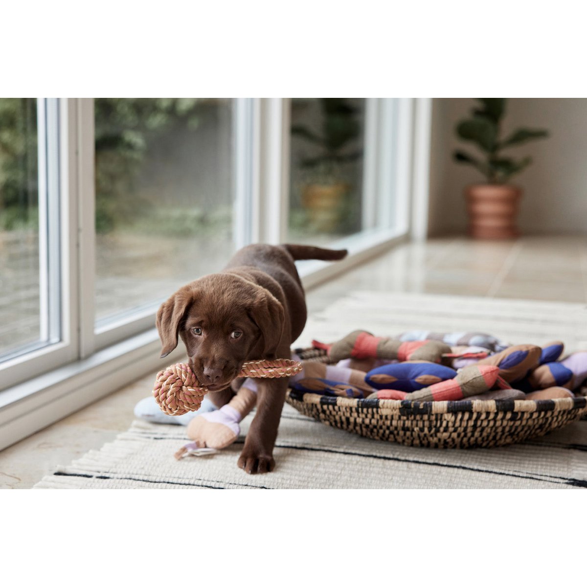 OYOY - Ashi Hundespielzeug - groß