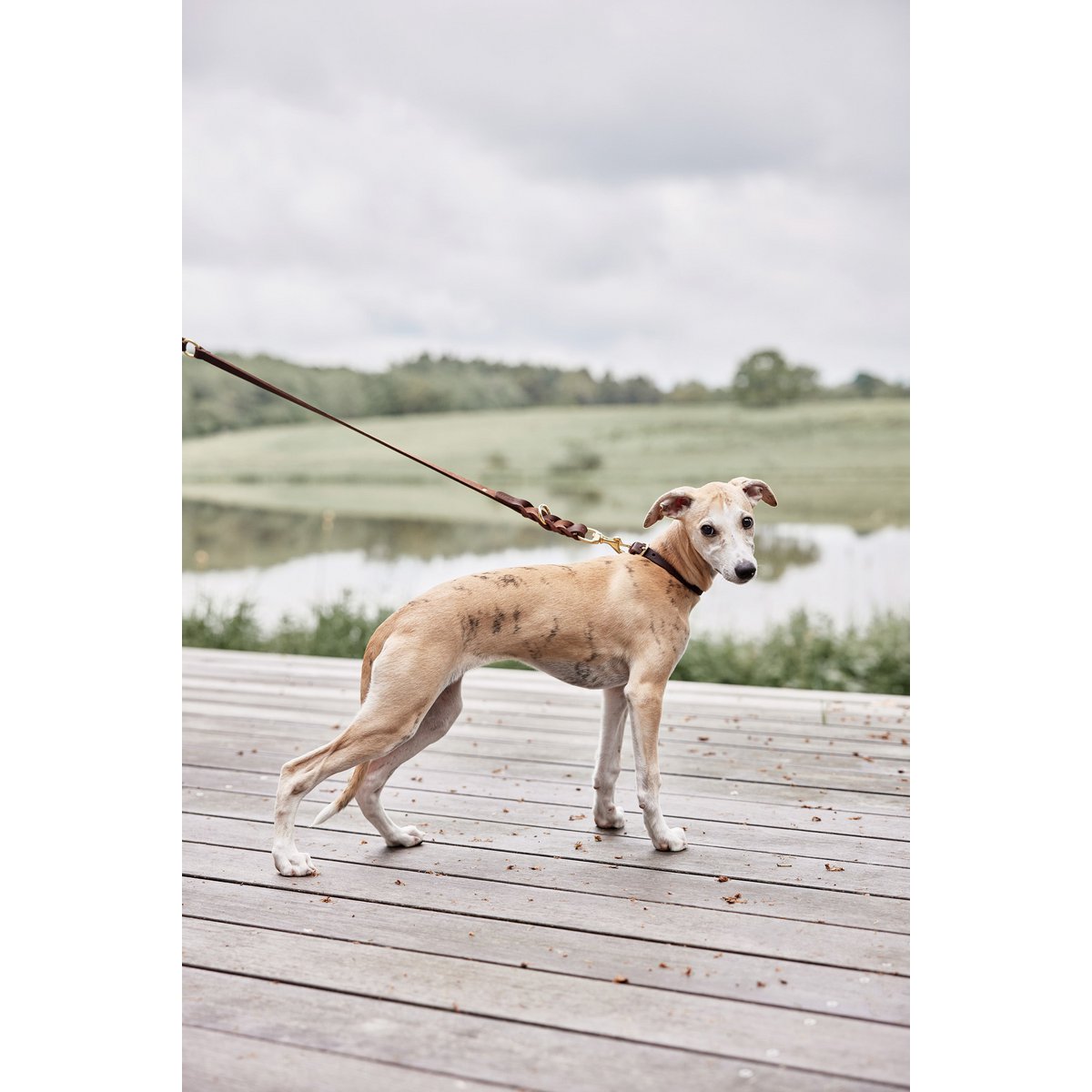 OYOY – Robin-Hundehalsband – extra groß