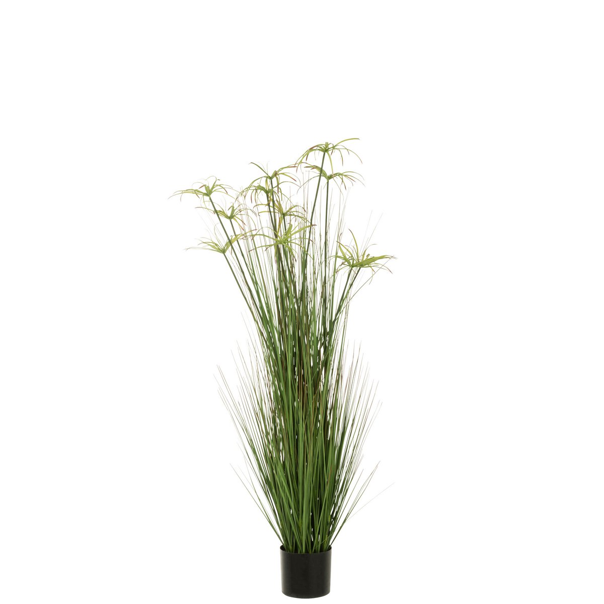 J-Line - Cyperus Alternifolius 11 Koppen In Pot Pvc Groen Large