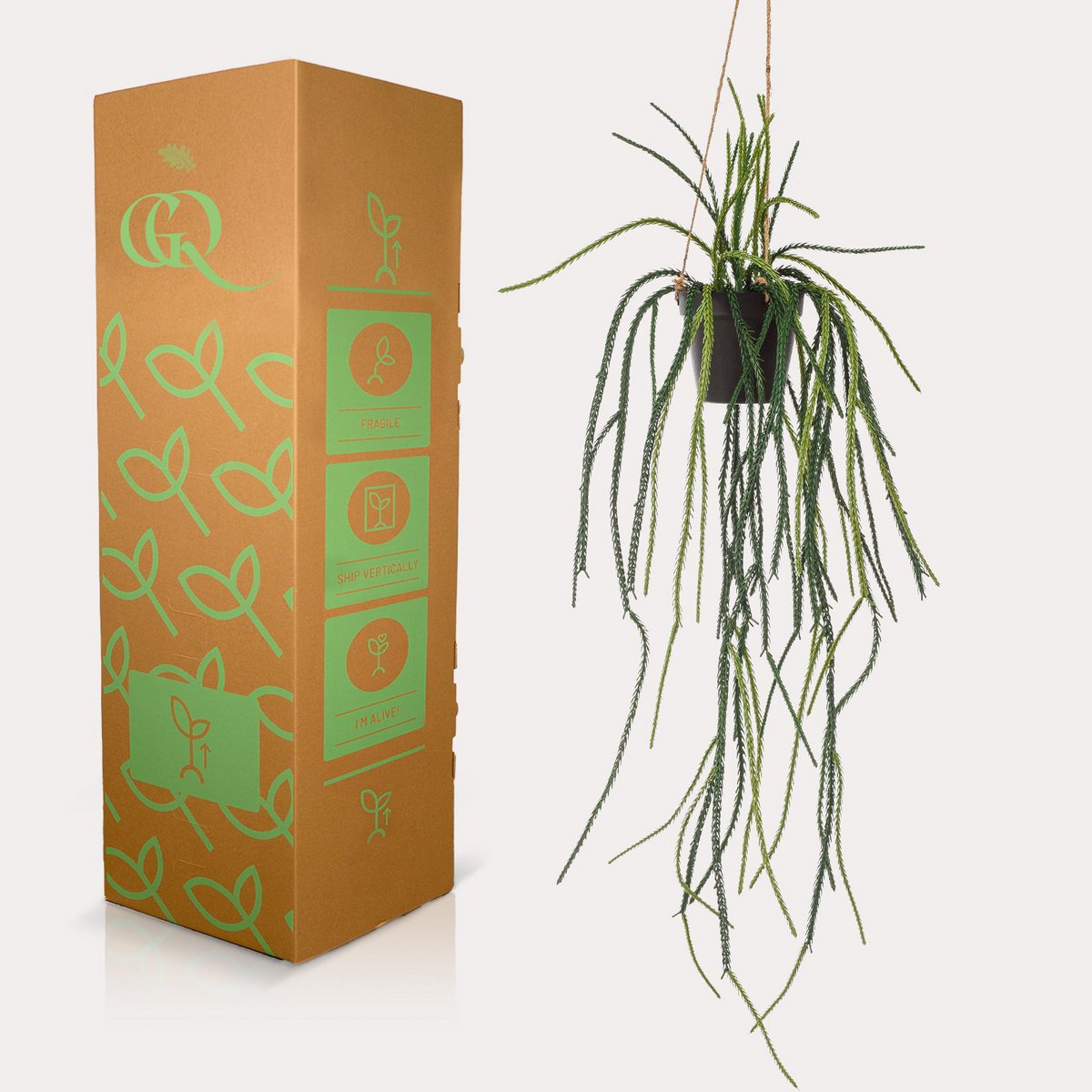 Green BoutiQ - Kunstplant - Rhypsalis - Koraalcactus - 85 cm