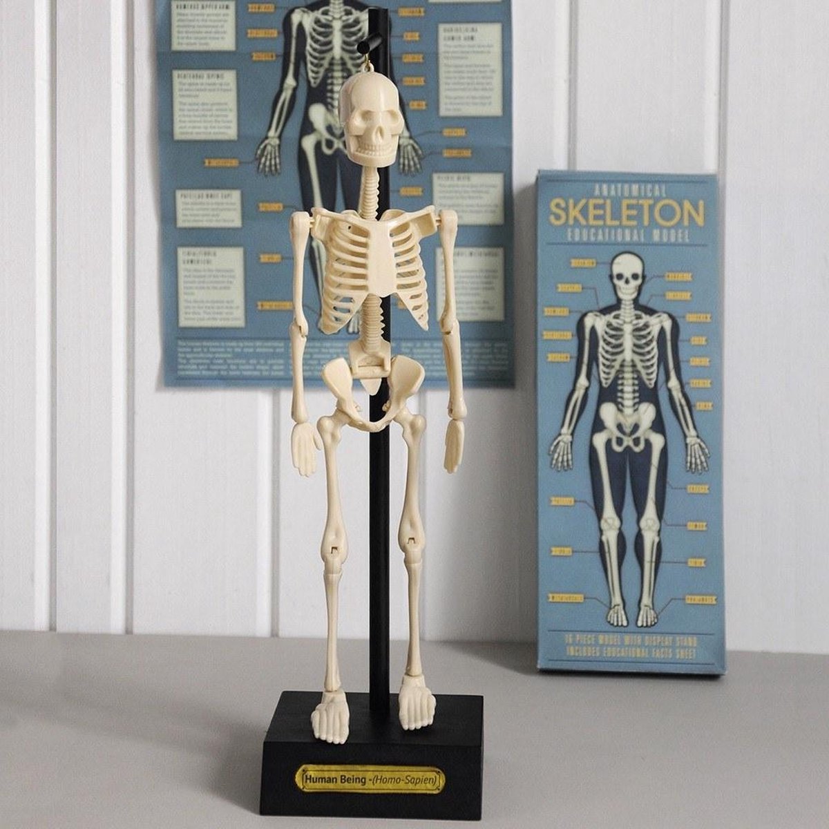 Rex London - Anatomisch skeletmodel 'Op houten voet'