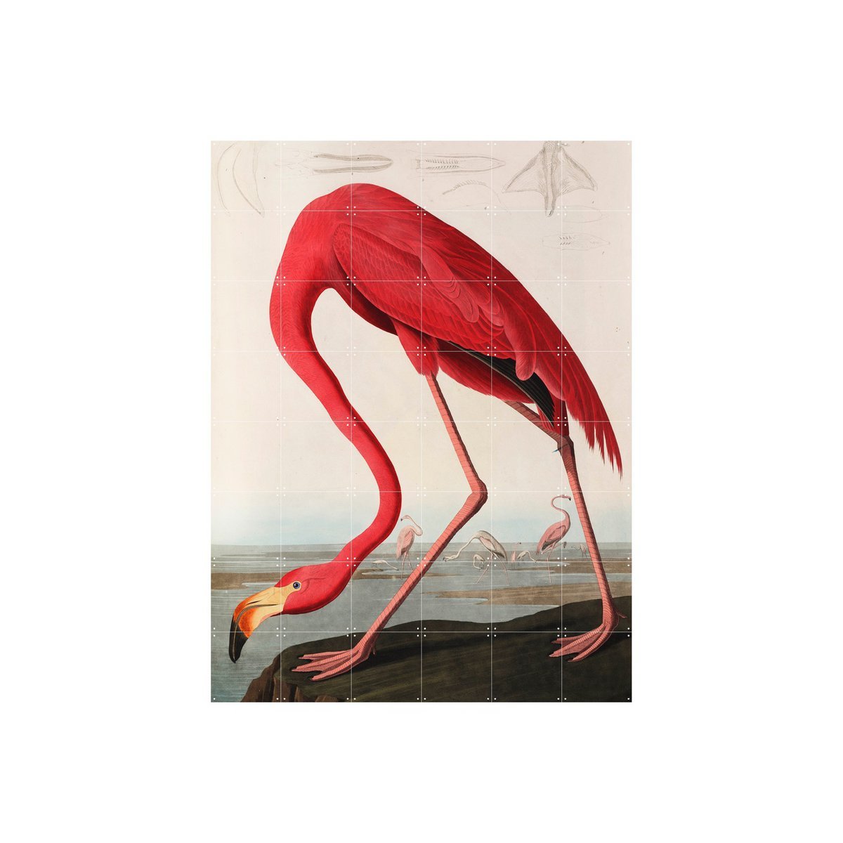 IXXI - Flamingo - Aubudon Wall art - Poster - Wanddecoratie - S - orange