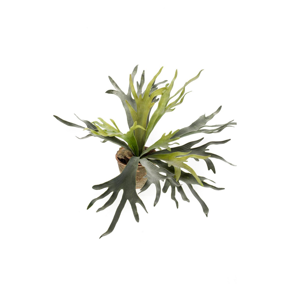 Green BoutiQ - Kunstplant - Staghorn Fern - Hertshoorn - 50 cm