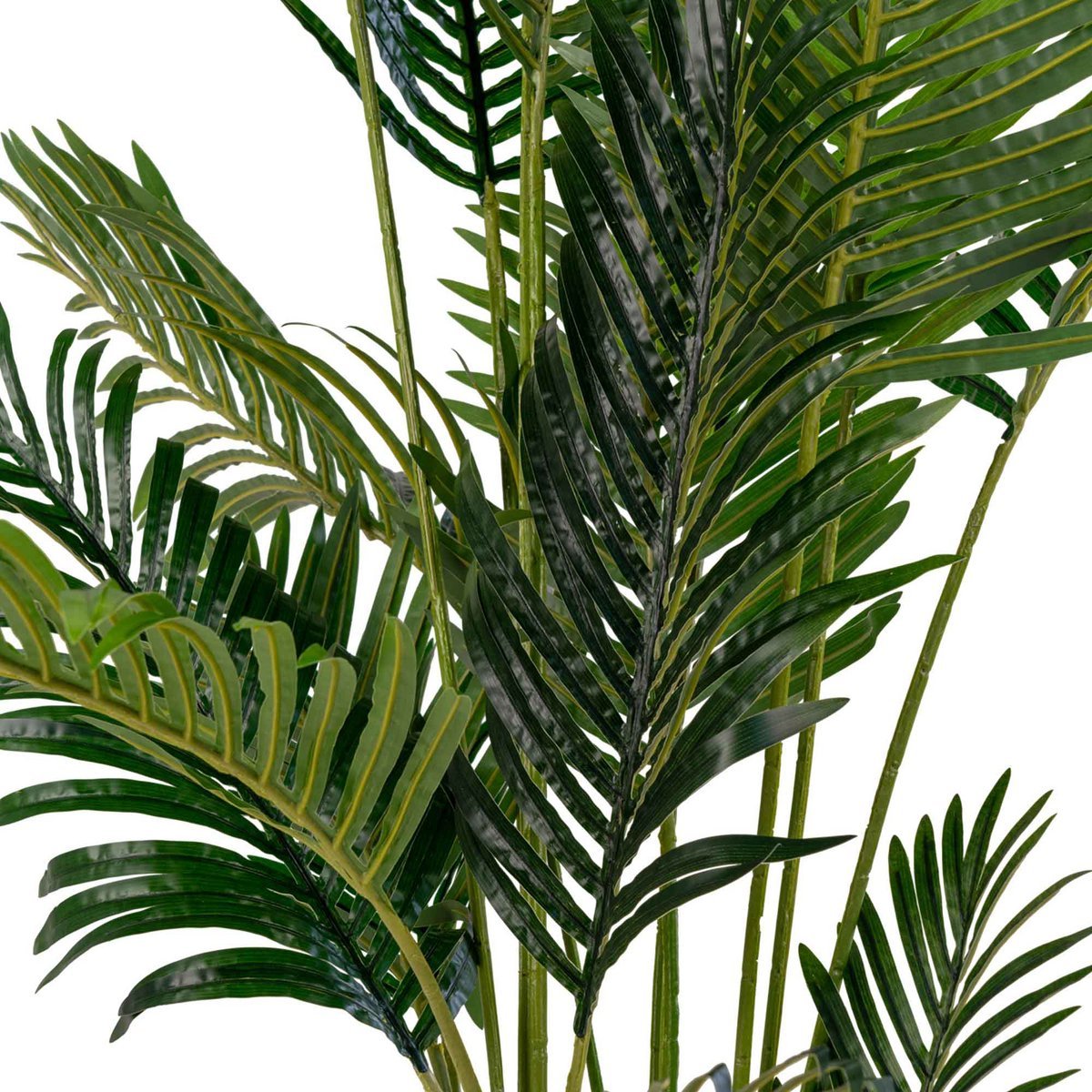 House Nordic - Areca palm