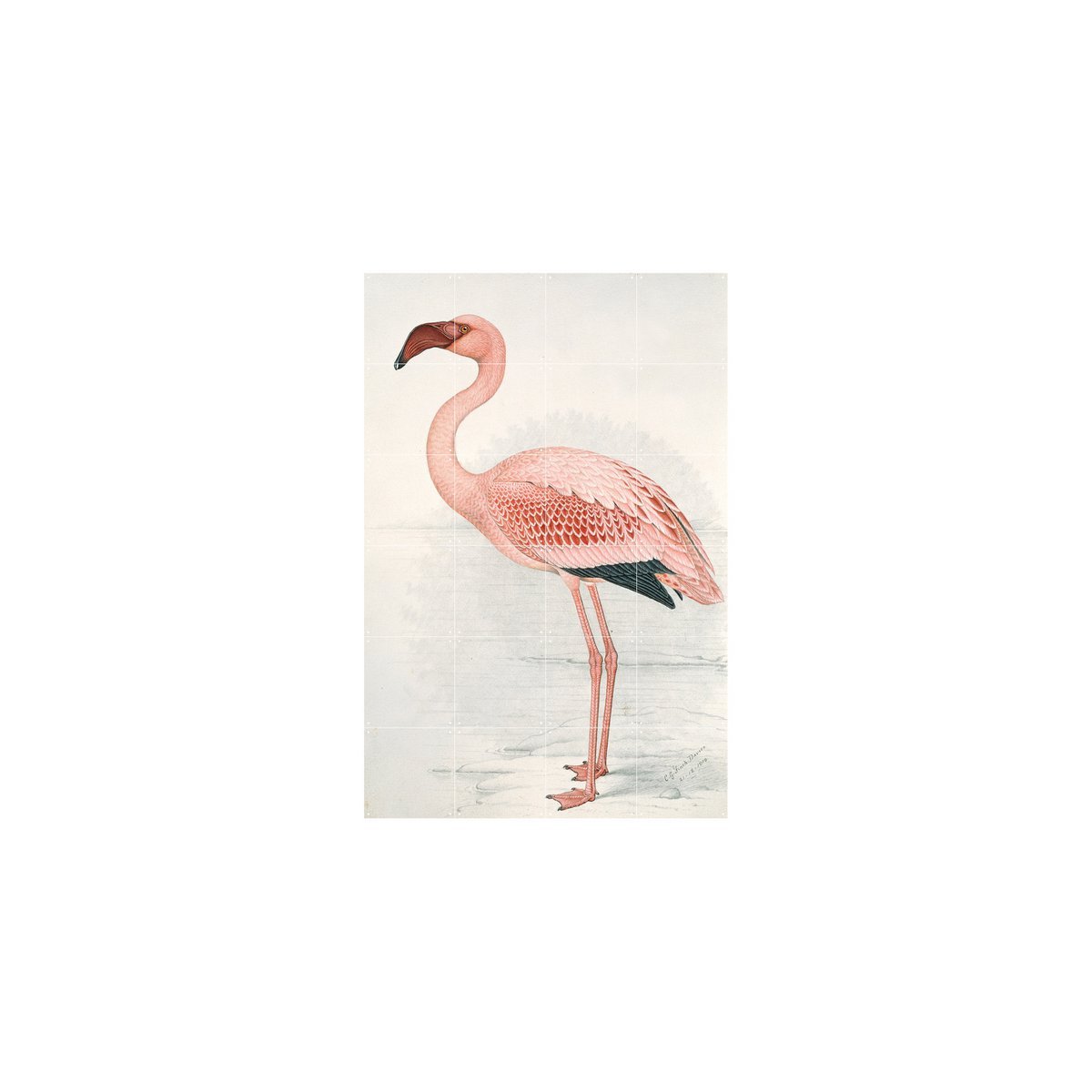 IXXI - Flamingo Finch-Davies Wall art - Poster - Wanddecoratie - S - orange