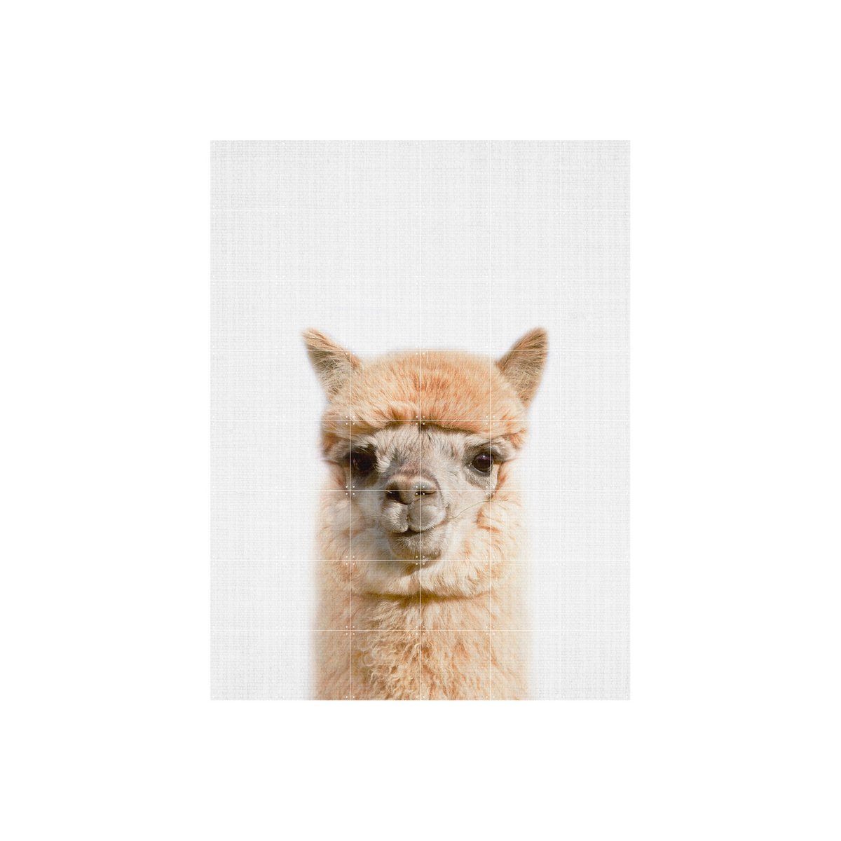 IXXI - Alpaca Wall art - Poster - Wanddecoratie - S - 80 x 100 - grey