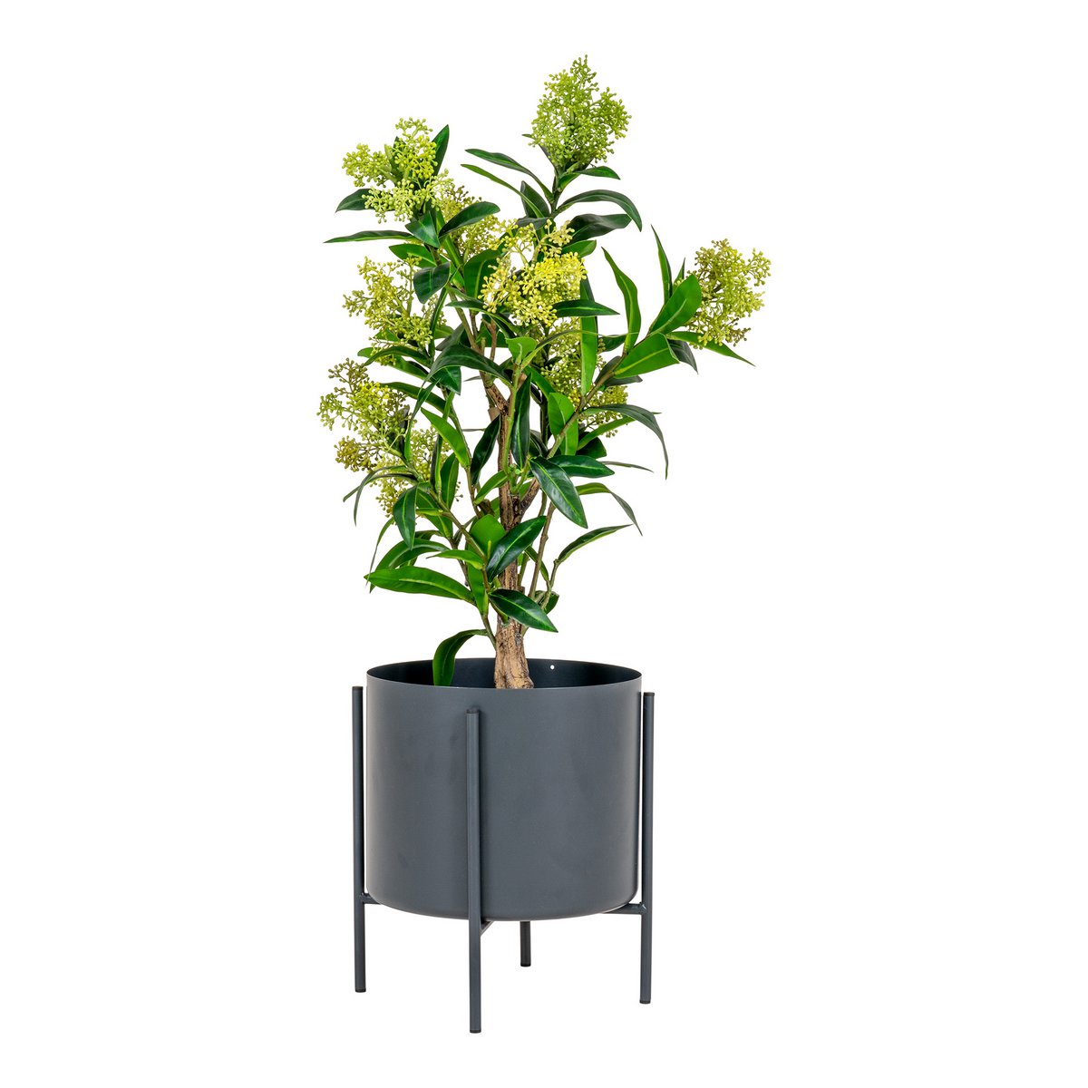 House Nordic - Skimmia Boom - Groen