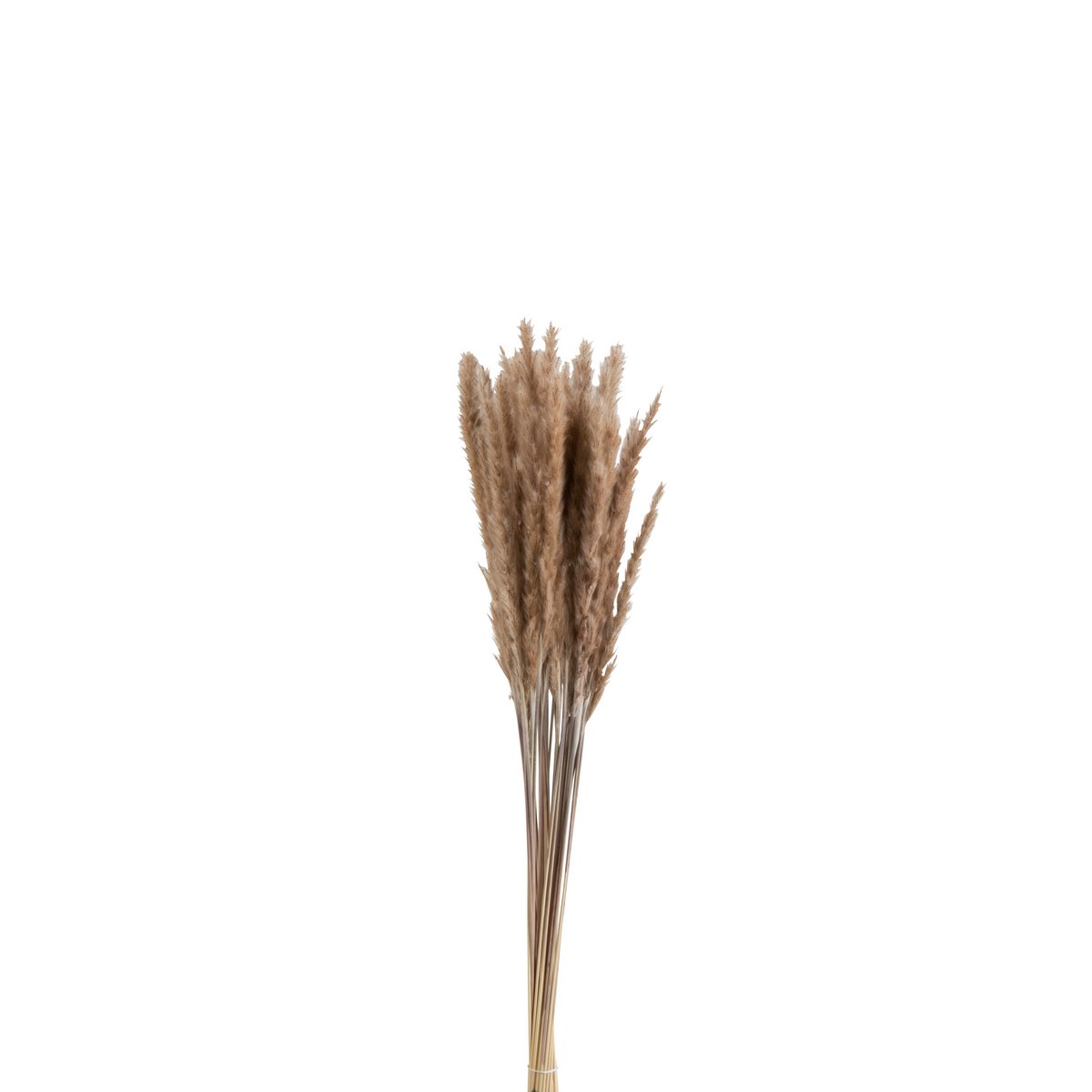 J-Line - Bundel Pennisetum Gedroogd Gras Bruin