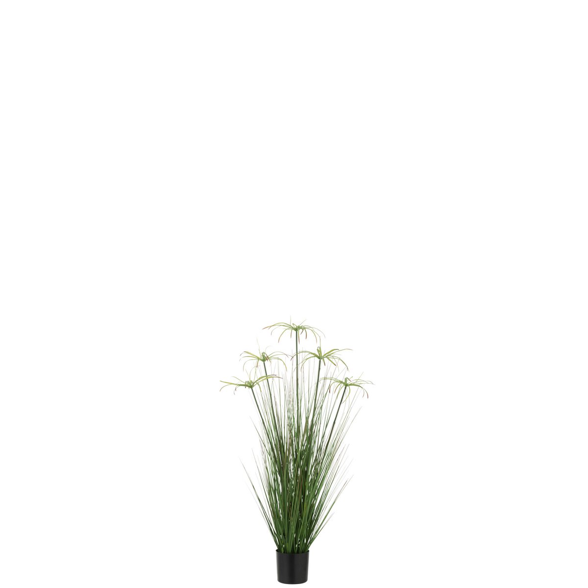 J-Line - Cyperus Alternifolius 5 Koppen In Pot Pvc Groen Klein