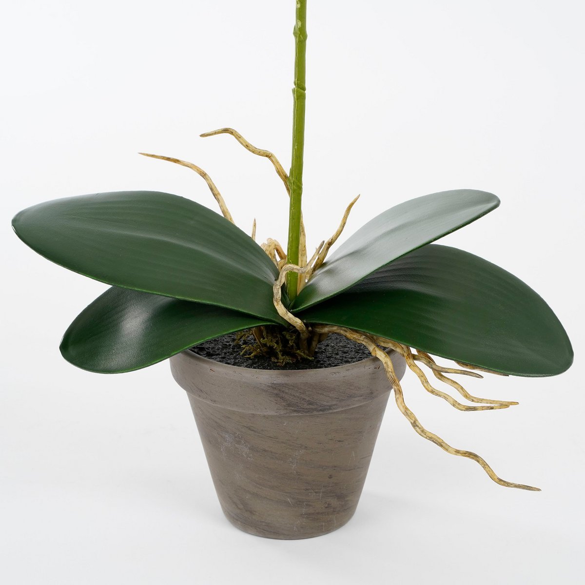 Mica Decorations - Phalaenopsis Kunstplant in Bloempot Stan - H48 x Ø13 cm - Paars