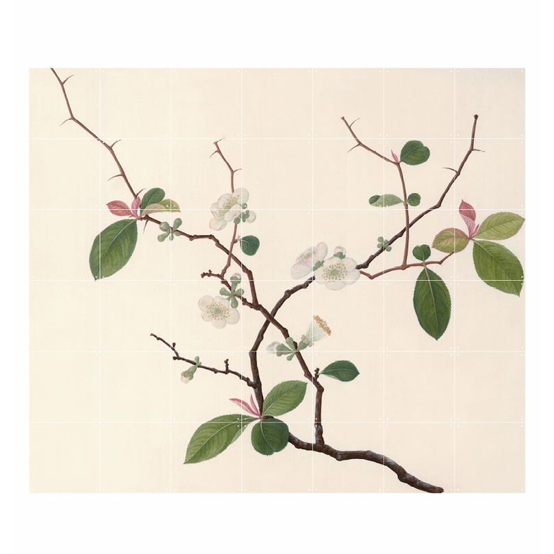 IXXI - Blossom Wall art - Poster - Wanddecoratie