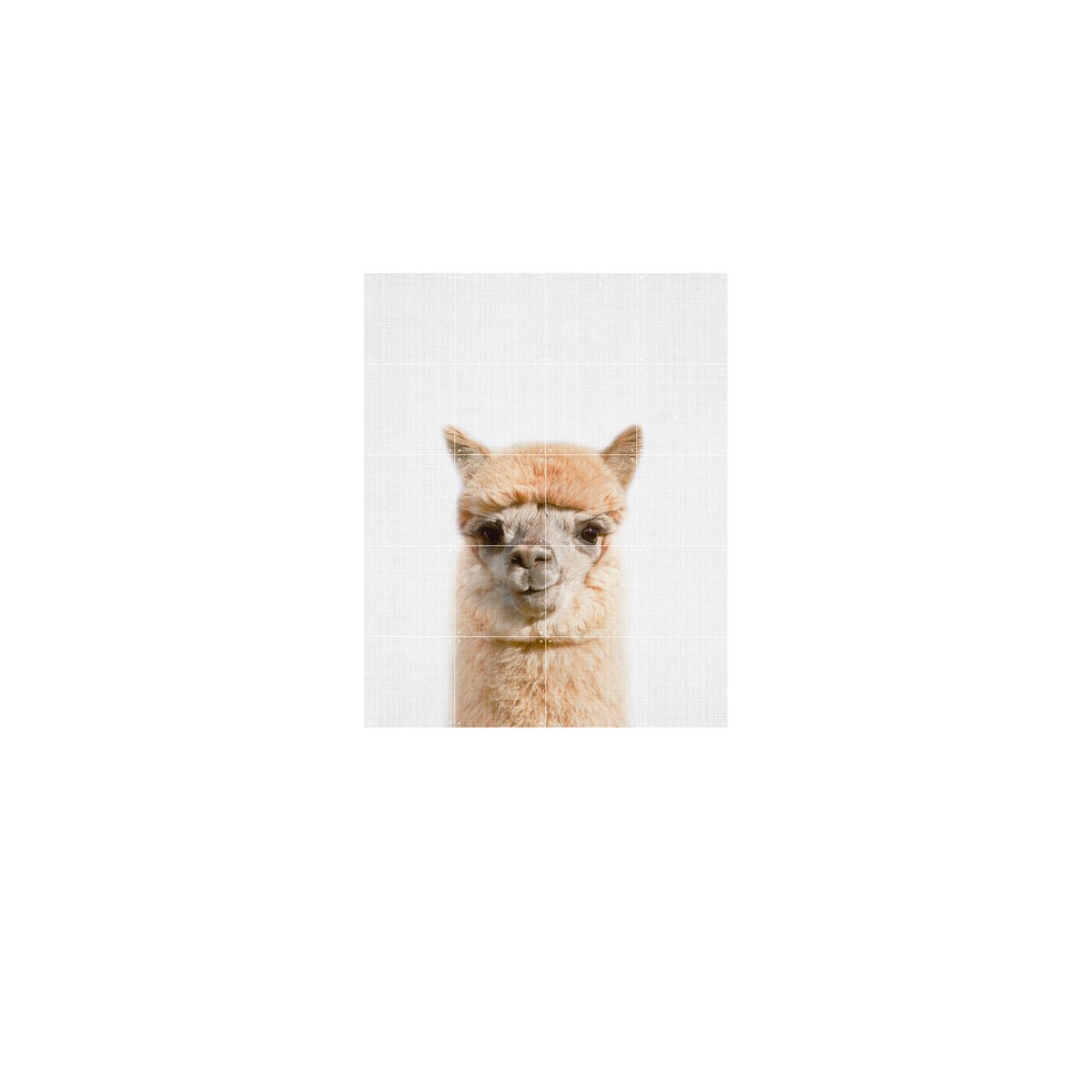 IXXI - Alpaca Wall art - Poster - Wanddecoratie - L - 120 x 160 - grey