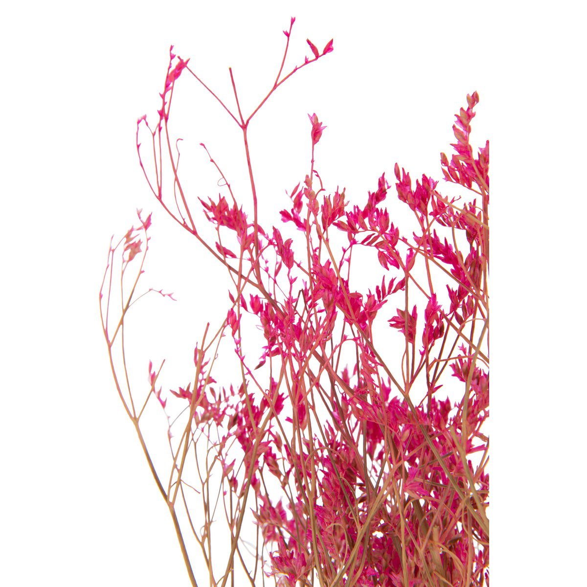 J-Line - Bundel Gedroogde Gypsophilia Fuchsia