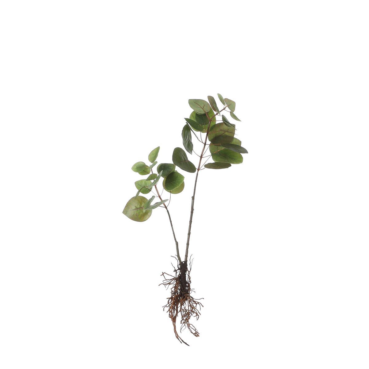 Mica Decorations - Eucalyptus Kunstplant - L12 x B28 x H64 cm - Groen