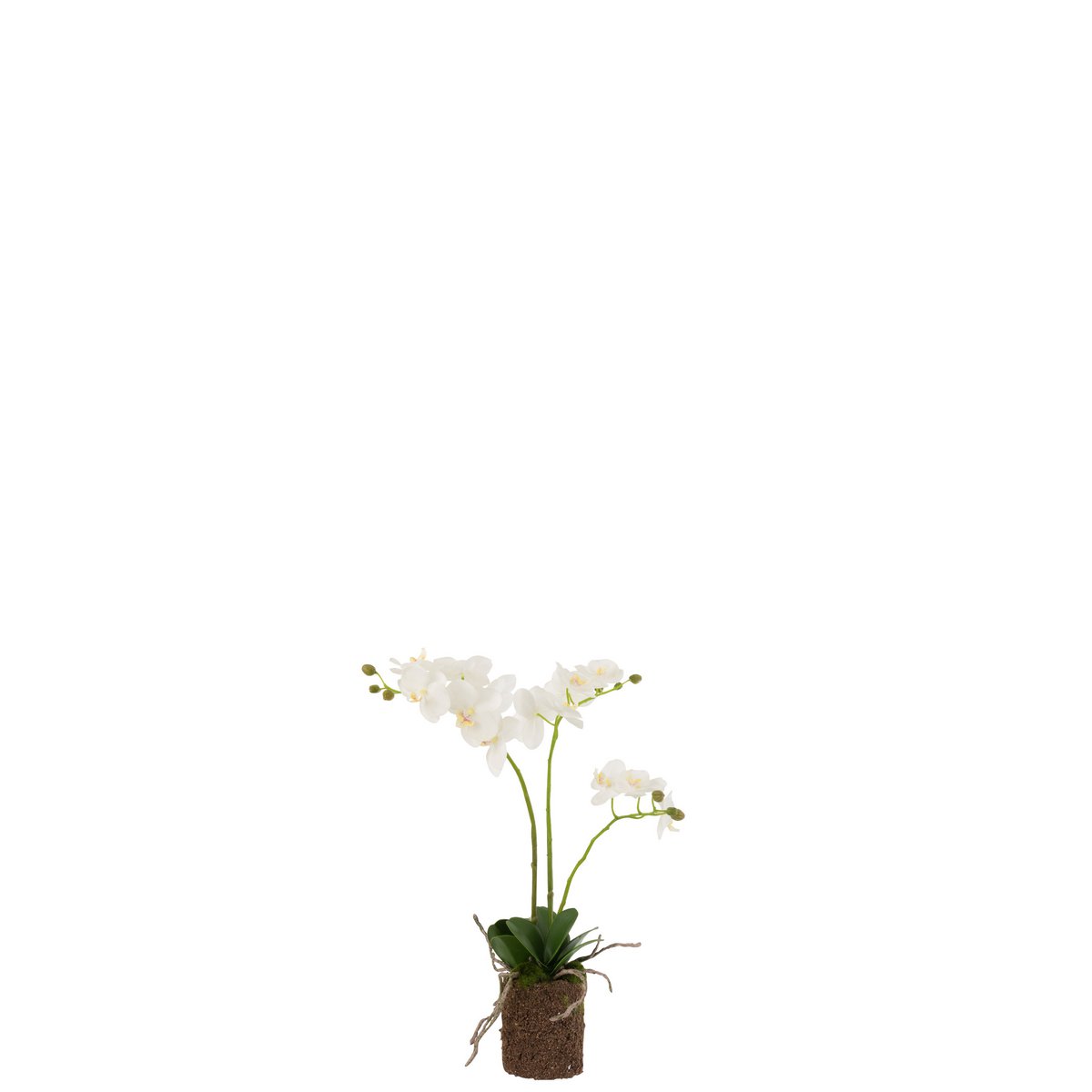 J-Line - Orchidee In Aarde Plastic Wit/Groen Medium