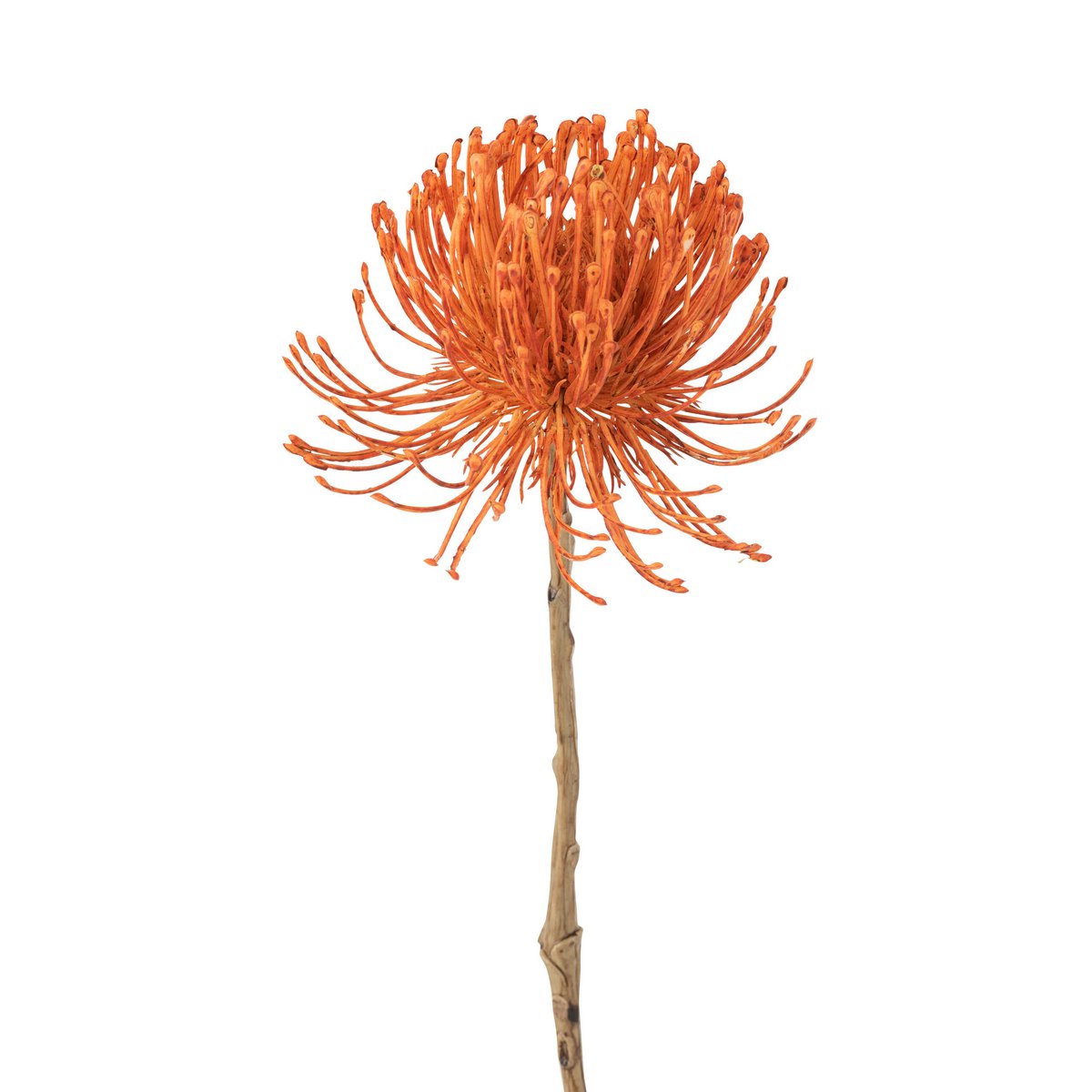 J-Line - Leucospermum Plastic Oranje Groot