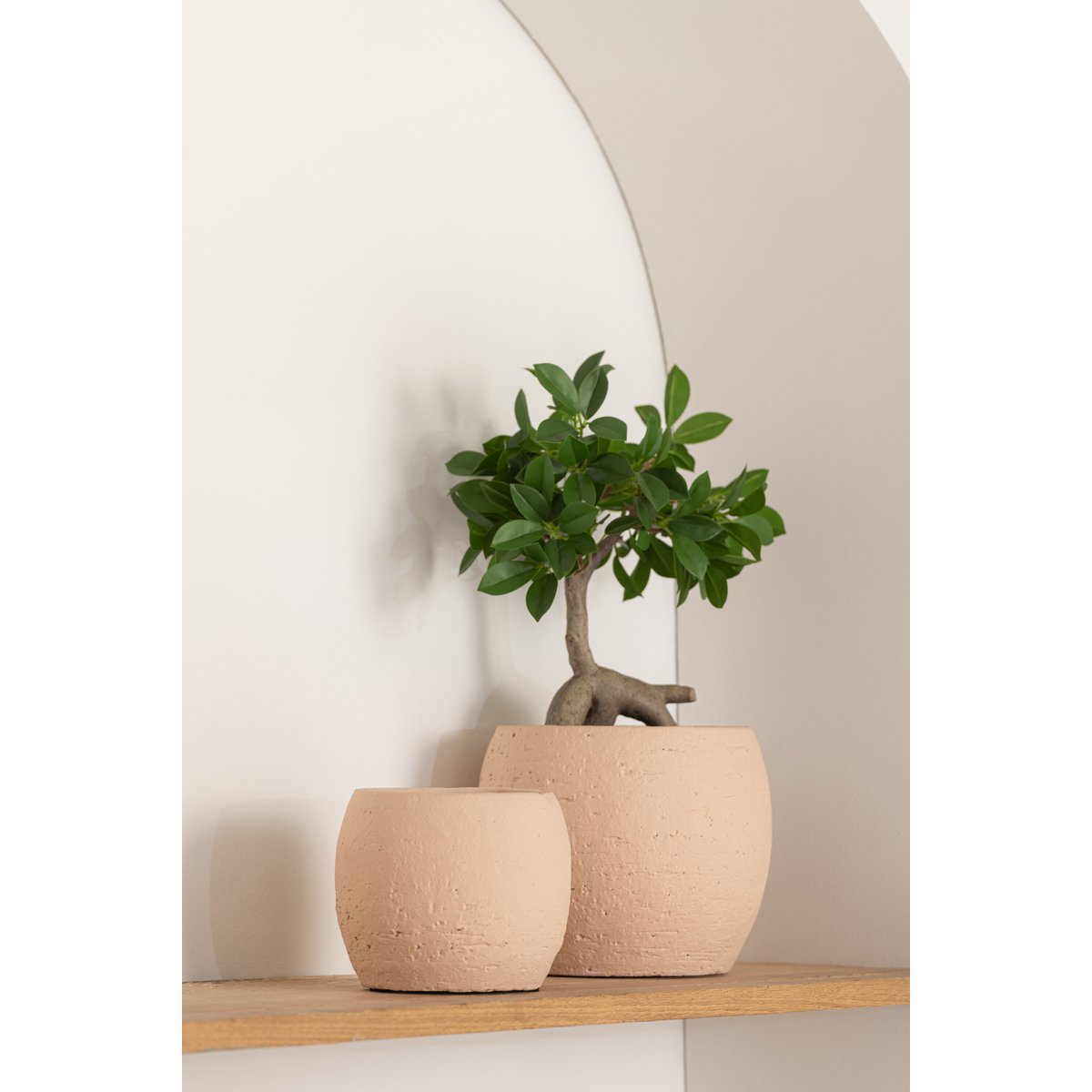 J-Line - Chinese Vijg Ficus Boom In Pot Plastic Groen/Zwart Small