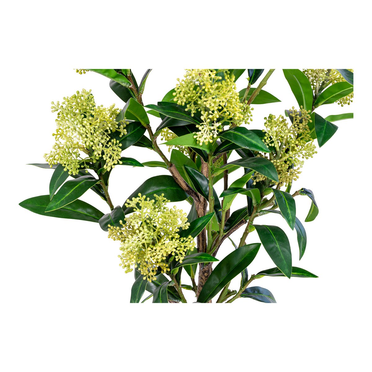 House Nordic - Skimmia Boom - Groen